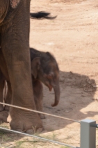 6 day old baby elephant