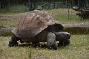 Galapagous tortoise